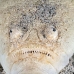 stargazer_whitemargin_c_gb_h_0076_kom0194.jpg